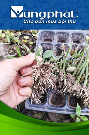 Kích rễ, bật mầm