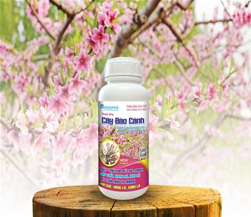 CHUYÊN DÙNG CÂY ĐÀO CẢNH