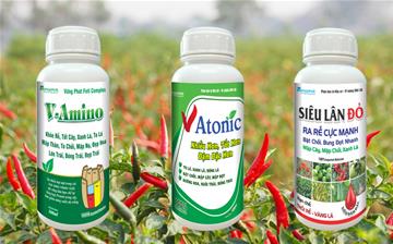 Quy Trình Chăm Sóc Cây Ớt Đạt Năng Suất Cao với Phân Bón Thương Hiệu Vững Phát