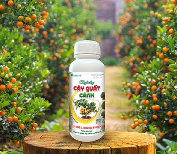 CHUYÊN DÙNG CÂY QUẤT CẢNH