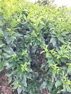 ATONIK  & CÔNG DỤNG