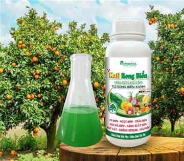 KALI RONG BIỂN XANH