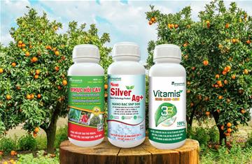 PHỤC HỒI CÂY SAU KHI BỊ NGẬP ÚNG NƯỚC